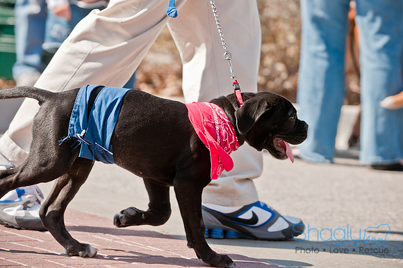 Krewe of Barkus 2011-87