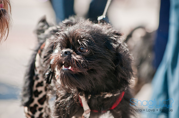 Krewe of Barkus 2011-78