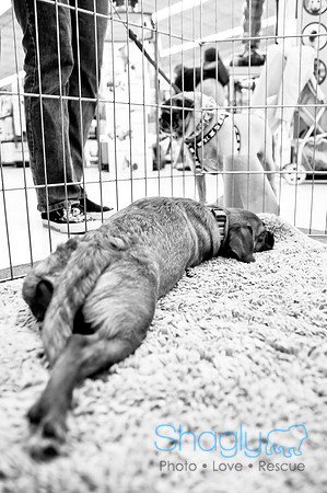 DFW Pug Rescue-40