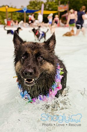 Wags and Waves 2011-247