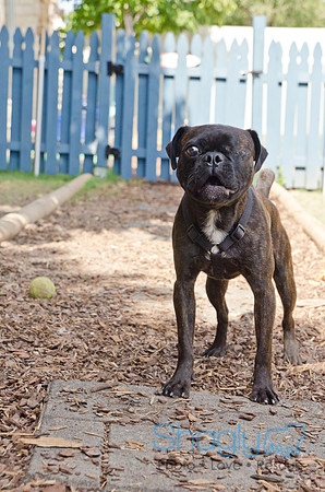 DFW Pug Rescue-Boarding Bunagalow-1