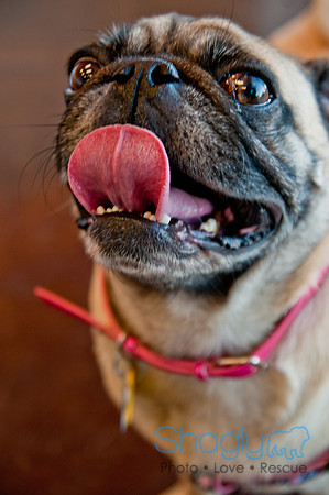 DFWpugrescue-liveattheboardingbugalow-14