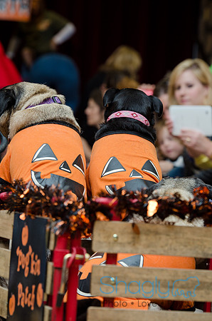 PugOween-224