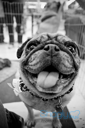DFW Pug Rescue-7