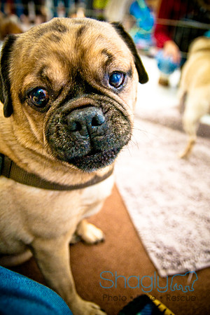 DFW Pug Rescue-48
