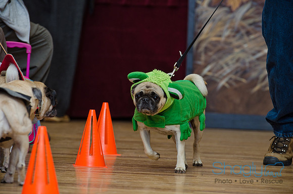 PugOween-93
