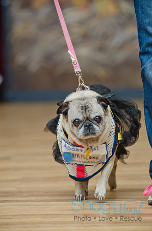 PugOween-167
