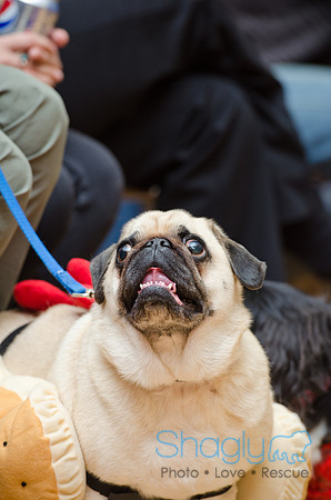 PugOween-52