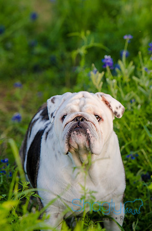 Bluebonnets Pug and Bulldog-43