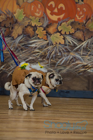PugOween-185