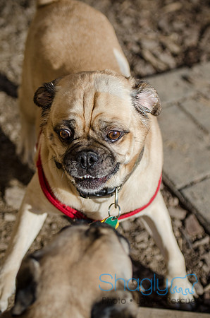 DFW Pug Rescue Boarding Bungalow-10