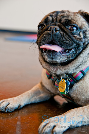 DFWpugrescue-liveattheboardingbugalow-24