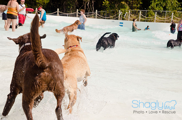Wags and Waves 2011-439