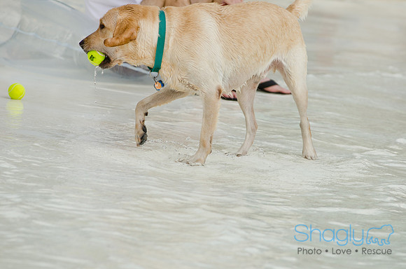 Wags and Waves 2011-502
