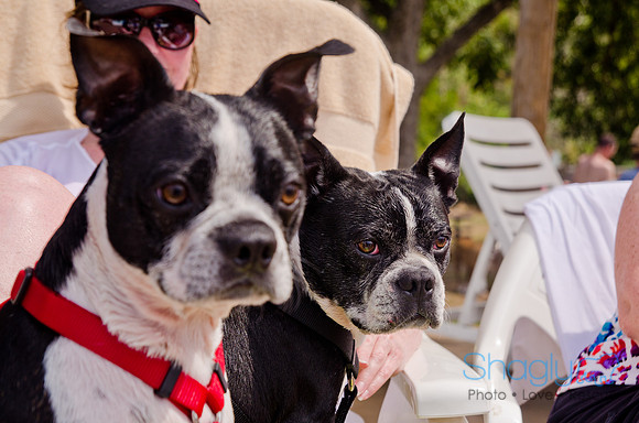 Wags and Waves 2011-308