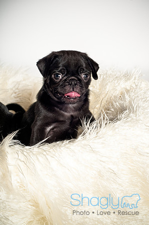 Baby Puggie Project-29