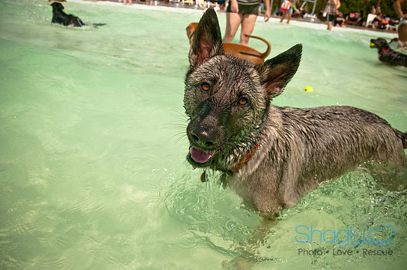 Wags and Waves-357