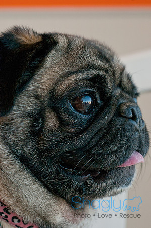 DFWpugrescue-liveattheboardingbugalow-3