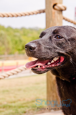 Wags and Waves 2011-354