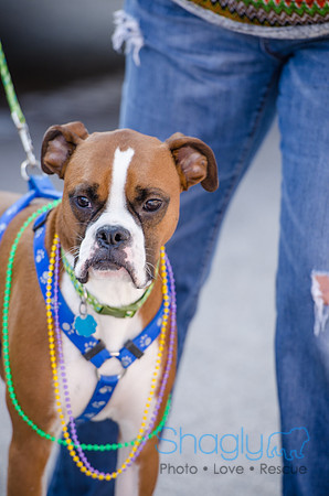 Krewe of Barkus 2012-277