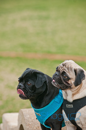 Pug Love Fun Run-93