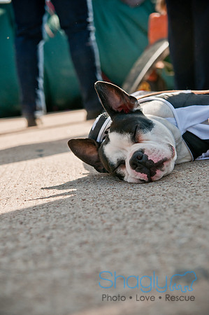 Krewe of Barkus 2011-166