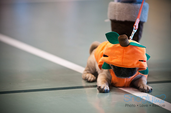 PugOWeen-2740