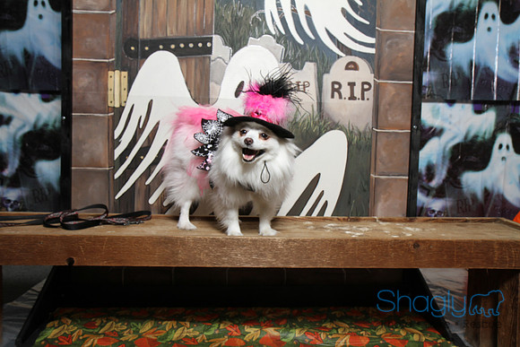 PugOWeen The Photobooth-56