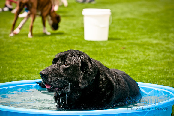 Dog Bowl 2010-22