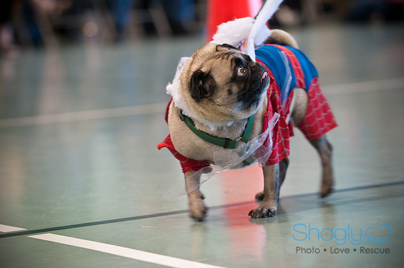 PugOWeen-3106