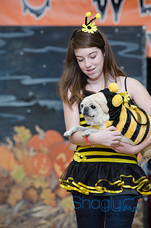 PugOween-120