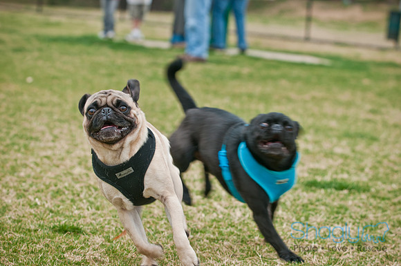 Pug Love Fun Run-90