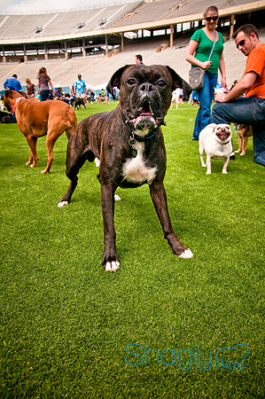 Dog Bowl 2010-106