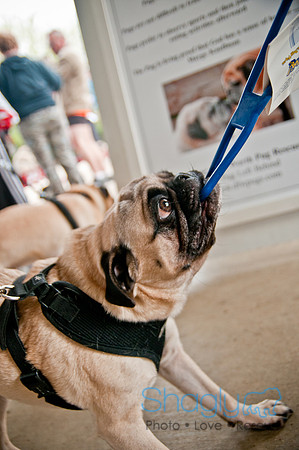 Pug Love Fun Run-77