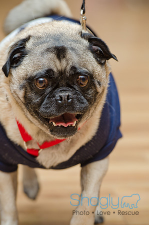PugOween-114