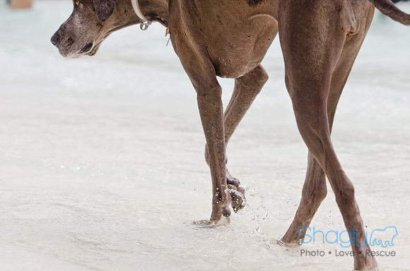 Wags and Waves 2011-141
