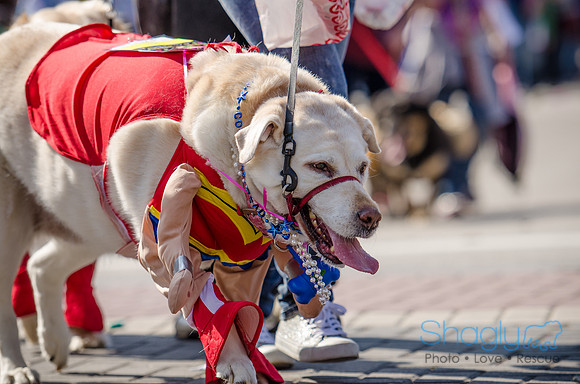 Krewe of Barkus 2012-197