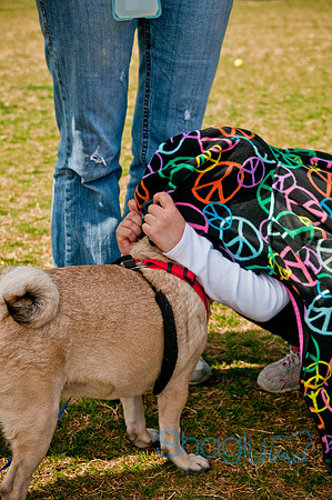 Pug Love Fun Run-267