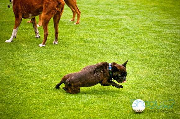 Dog Bowl 2010-57