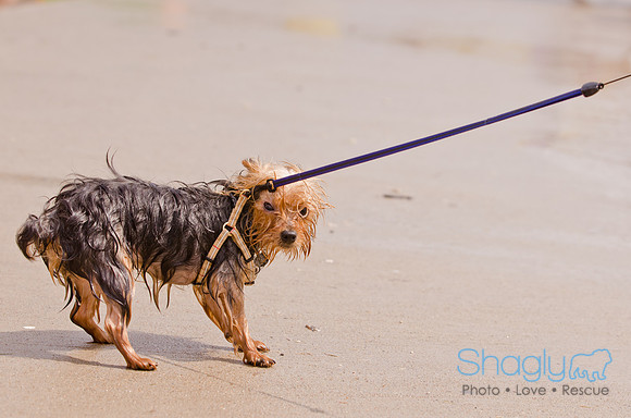 Wags and Waves 2011-148
