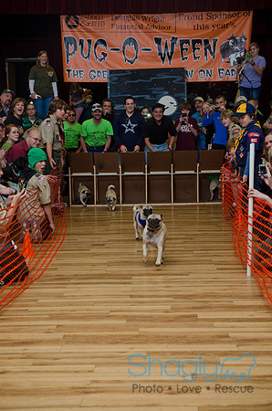 PugOween-261