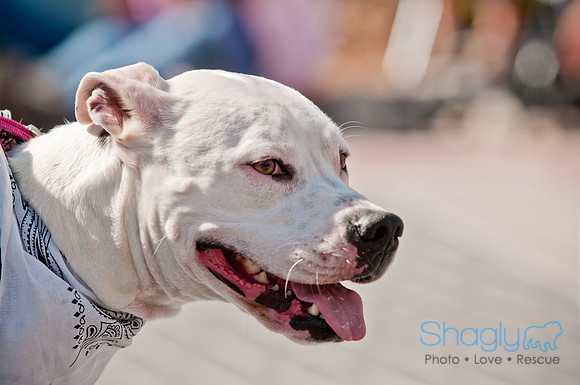 Krewe of Barkus 2011-93