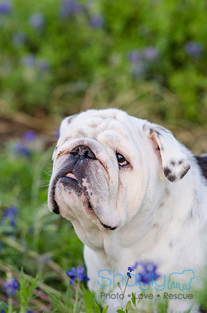 Bluebonnets Pug and Bulldog-46