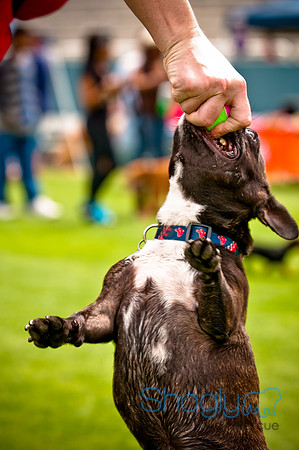 Dog Bowl 2010-64