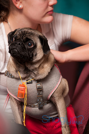 Project Pugway DFW Pug Rescue-13