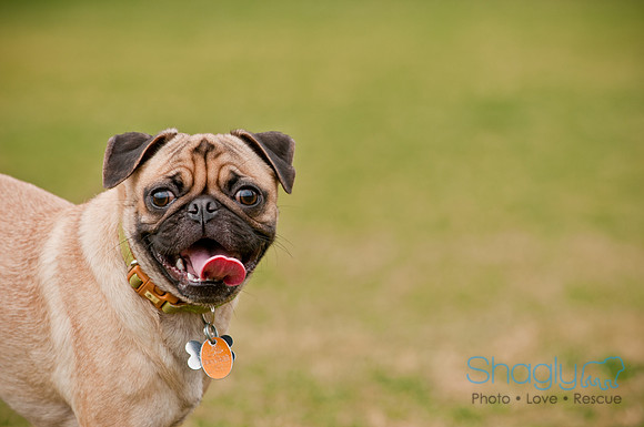 Pug Love Fun Run-127
