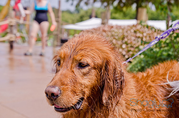 Wags and Waves 2011-223
