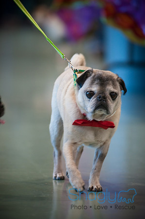 PugOWeen-2680