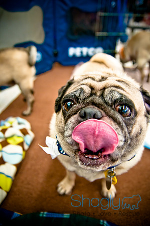 DFW Pug Rescue-63