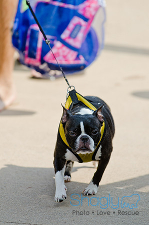 Wags and Waves 2011-472